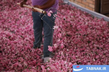 اصفهان؛ قطب تازه تولید گل محمدی