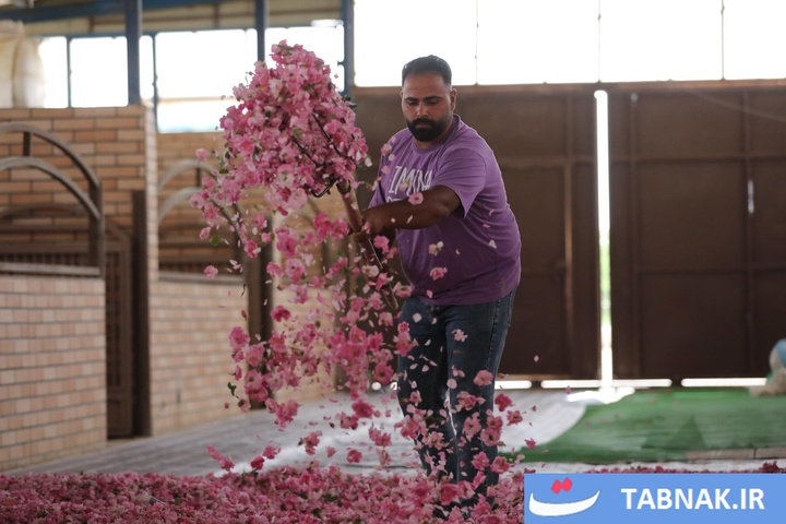 اصفهان؛ قطب تازه تولید گل محمدی