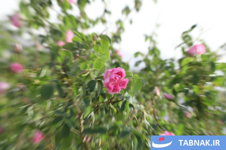 اصفهان؛ قطب تازه تولید گل محمدی