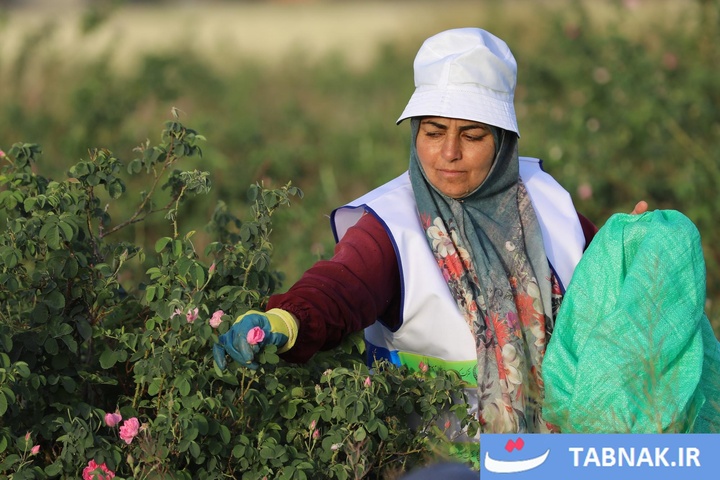 اصفهان؛ قطب تازه تولید گل محمدی
