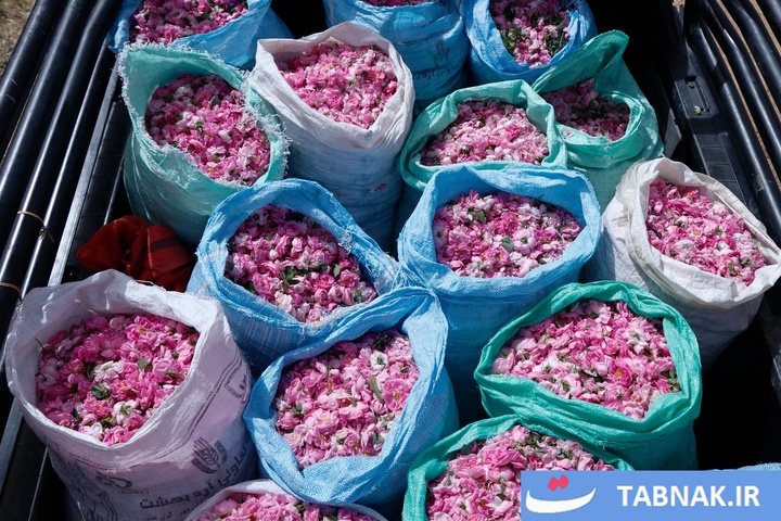 اصفهان؛ قطب تازه تولید گل محمدی