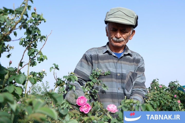 اصفهان؛ قطب تازه تولید گل محمدی