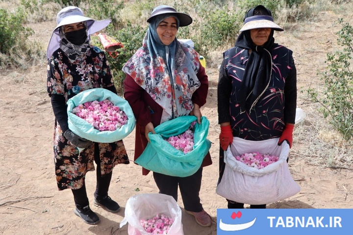 اصفهان؛ قطب تازه تولید گل محمدی