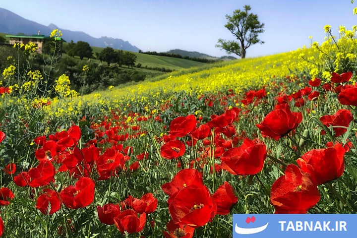 گلستان؛ بومِ نقاشیِ طبیعت با رنگِ شقایق