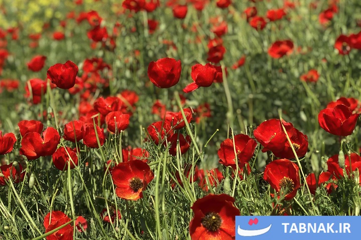 گلستان؛ بومِ نقاشیِ طبیعت با رنگِ شقایق