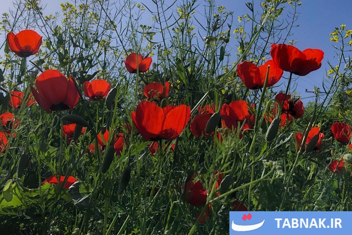 گلستان؛ بومِ نقاشیِ طبیعت با رنگِ شقایق