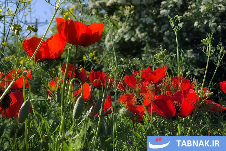 گلستان؛ بومِ نقاشیِ طبیعت با رنگِ شقایق