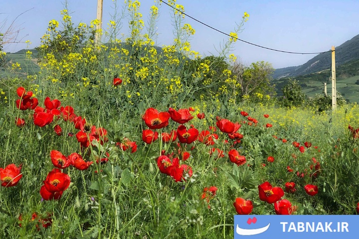 گلستان؛ بومِ نقاشیِ طبیعت با رنگِ شقایق
