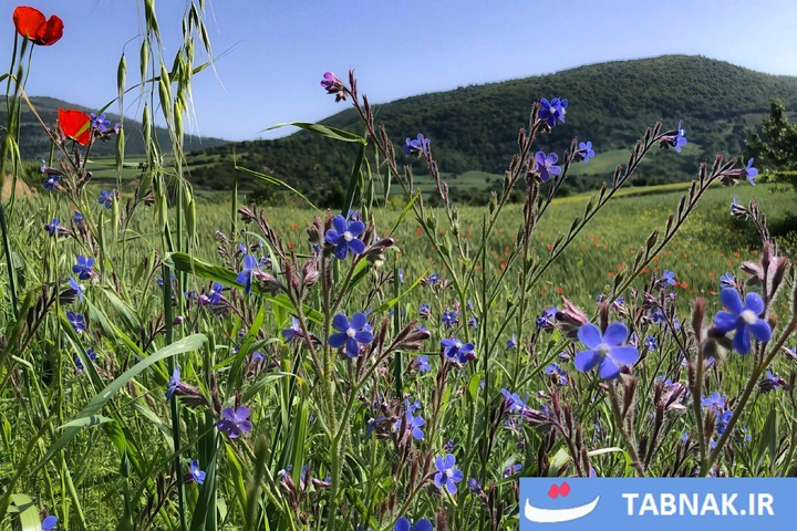 گلستان؛ بومِ نقاشیِ طبیعت با رنگِ شقایق