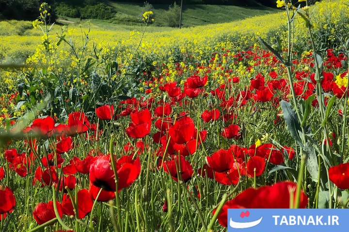 گلستان؛ بومِ نقاشیِ طبیعت با رنگِ شقایق