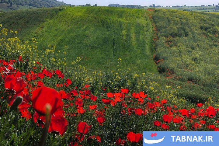 گلستان؛ بومِ نقاشیِ طبیعت با رنگِ شقایق