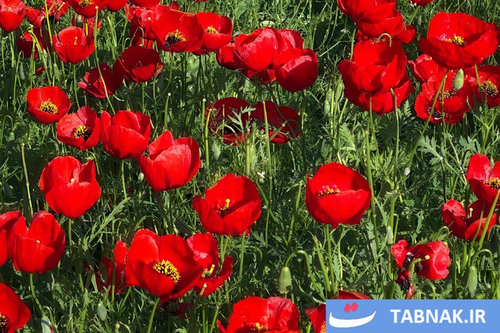 گلستان؛ بومِ نقاشیِ طبیعت با رنگِ شقایق