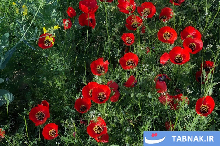 گلستان؛ بومِ نقاشیِ طبیعت با رنگِ شقایق