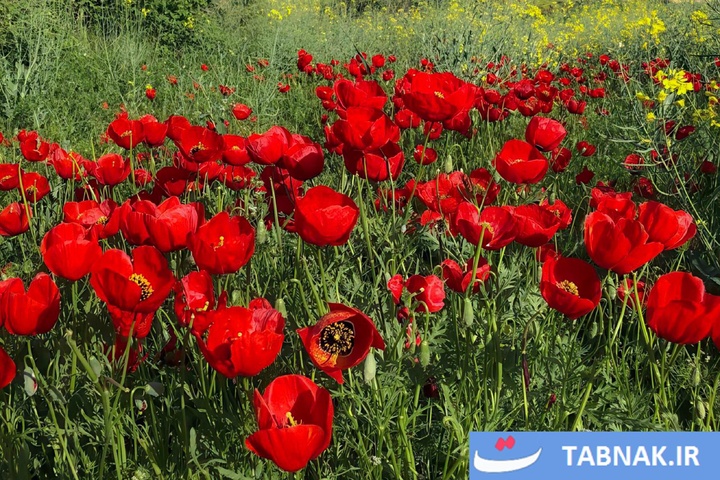گلستان؛ بومِ نقاشیِ طبیعت با رنگِ شقایق