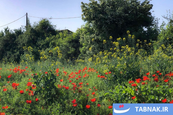 گلستان؛ بومِ نقاشیِ طبیعت با رنگِ شقایق