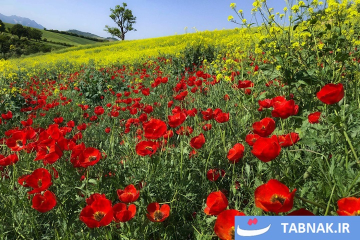 گلستان؛ بومِ نقاشیِ طبیعت با رنگِ شقایق