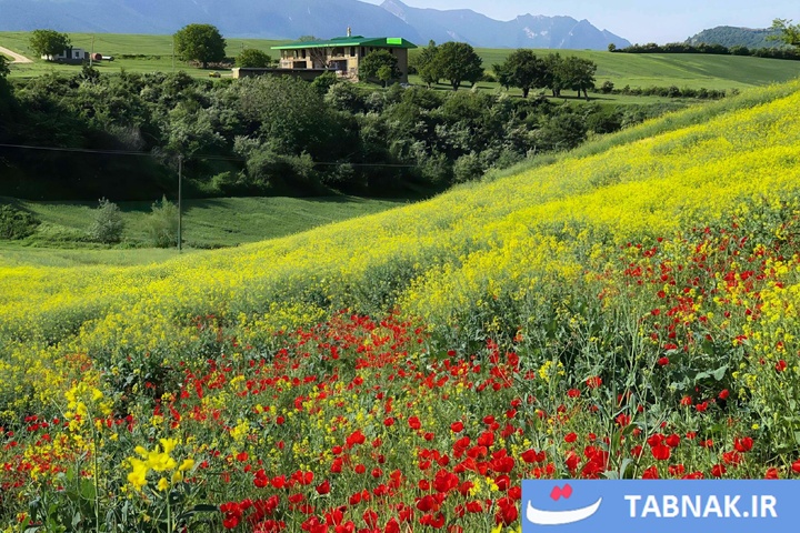گلستان؛ بومِ نقاشیِ طبیعت با رنگِ شقایق