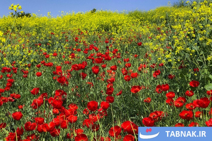 گلستان؛ بومِ نقاشیِ طبیعت با رنگِ شقایق