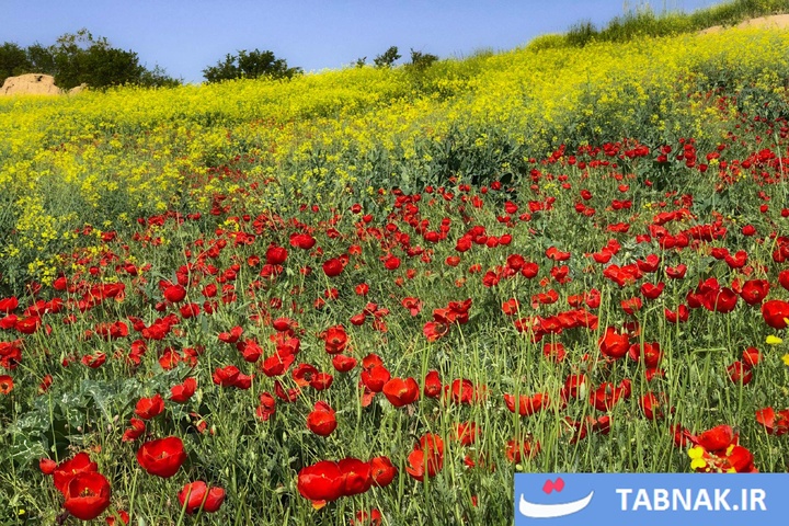 گلستان؛ بومِ نقاشیِ طبیعت با رنگِ شقایق