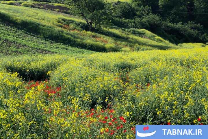 گلستان؛ بومِ نقاشیِ طبیعت با رنگِ شقایق