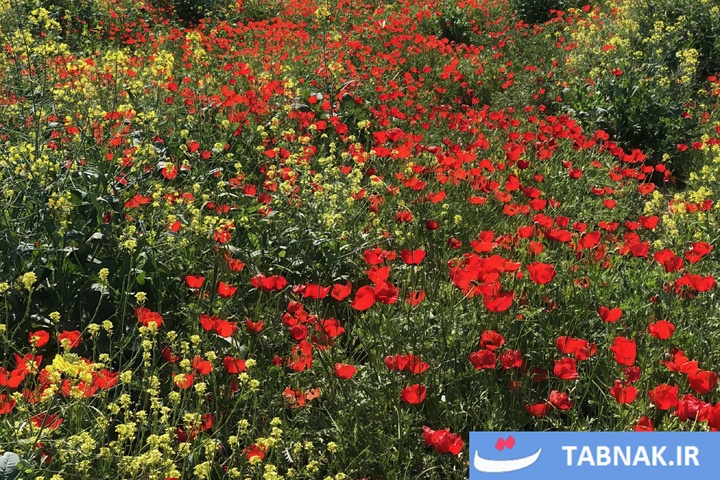 گلستان؛ بومِ نقاشیِ طبیعت با رنگِ شقایق