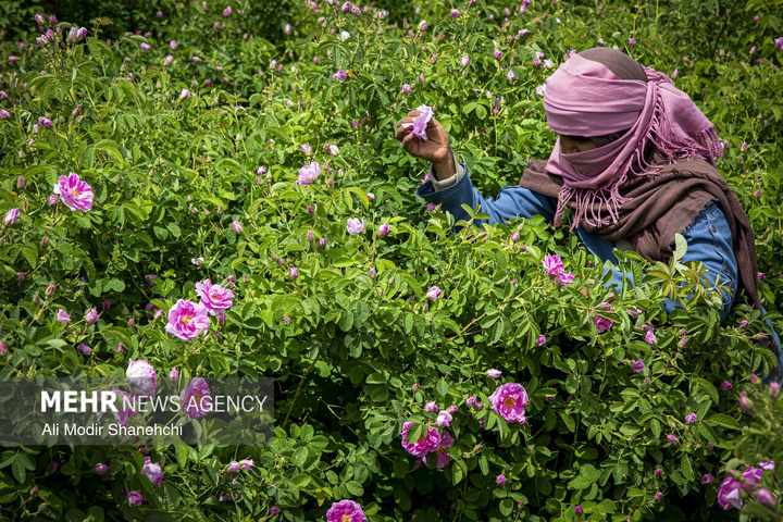 برداشت گل‌ محمدی در روستای «فرُخَد» مشهد
