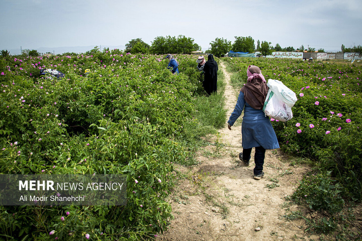 برداشت گل‌ محمدی در روستای «فرُخَد» مشهد