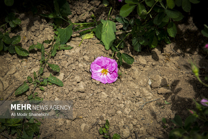 برداشت گل‌ محمدی در روستای «فرُخَد» مشهد