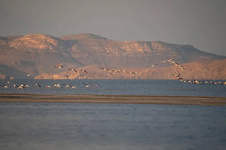 بازگشت باشکوه فلامینگوها به آغوش دریاچه ارومیه