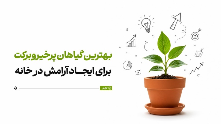 بهترین گیاهان پرخیروبرکت برای ایجاد آرامش در خانه