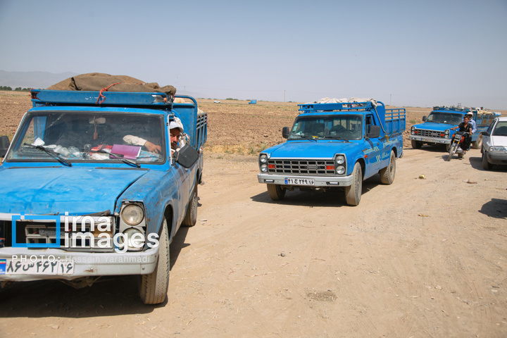 فصل شیرین برداشت