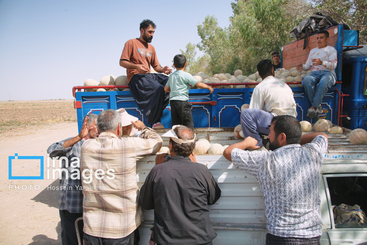 فصل شیرین برداشت