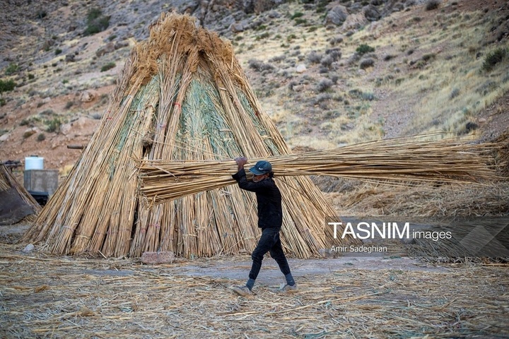 بازماندگان هنر کهن بوریابافی- زرقان فارس
