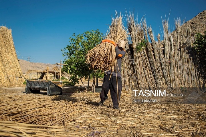 بازماندگان هنر کهن بوریابافی- زرقان فارس