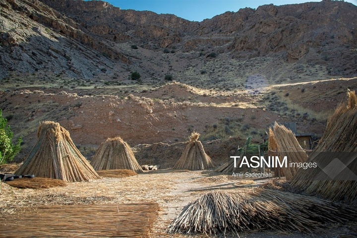 بازماندگان هنر کهن بوریابافی- زرقان فارس