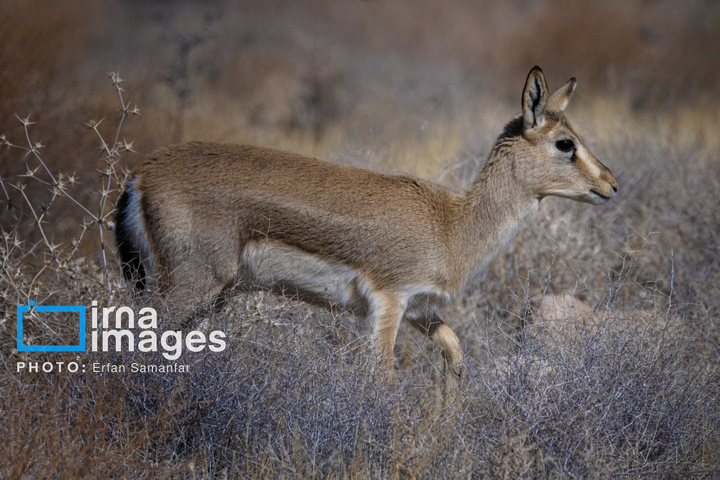 آهوی ایرانی
