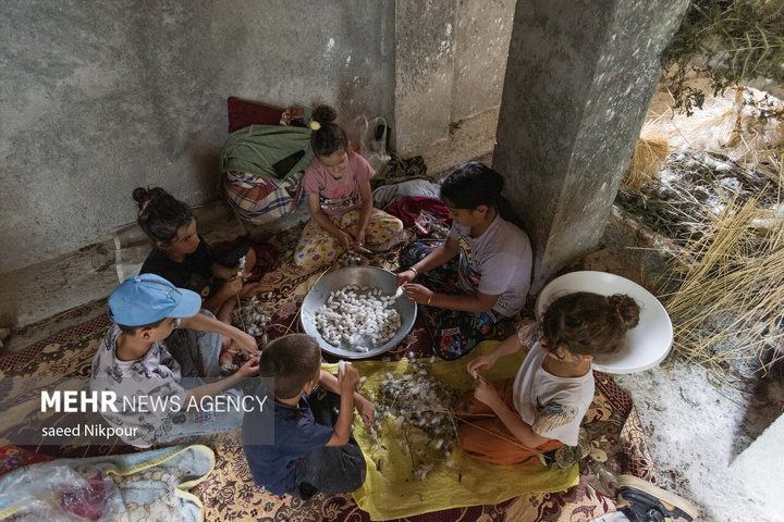 در مسیر تولد ابریشم