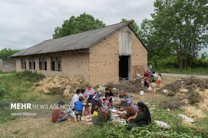 در مسیر تولد ابریشم