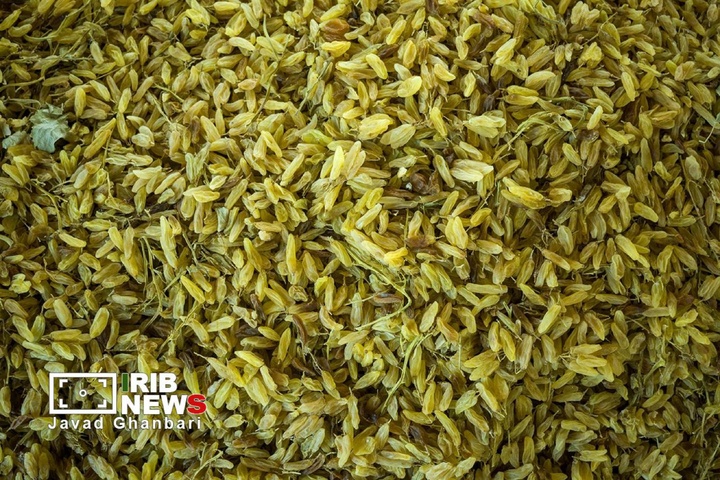 جشن برداشت انگور در ترشیز؛ از تاکستان‌های خلیل‌آباد تا بازارهای جهانی