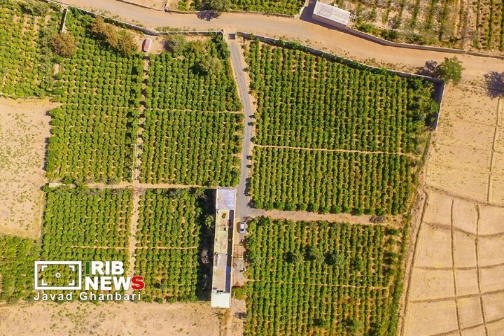 جشن برداشت انگور در ترشیز؛ از تاکستان‌های خلیل‌آباد تا بازارهای جهانی