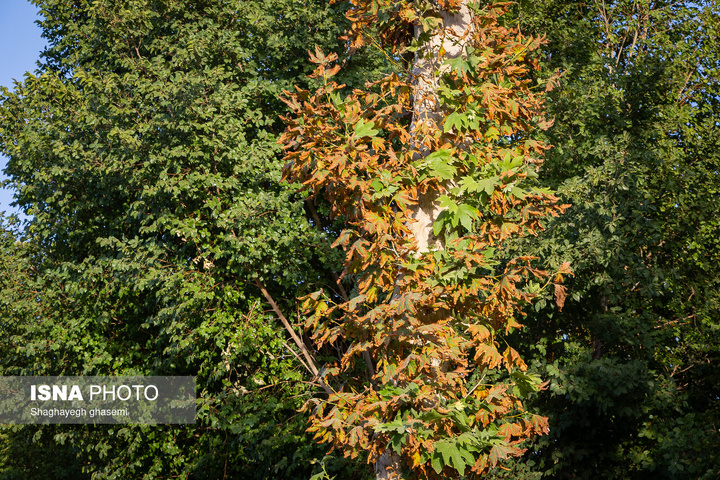 خزان زودرس در میانه تابستان - اصفهان