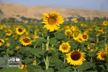 مزارع گل‌های آفتابگردان در خراسان‌شمالی