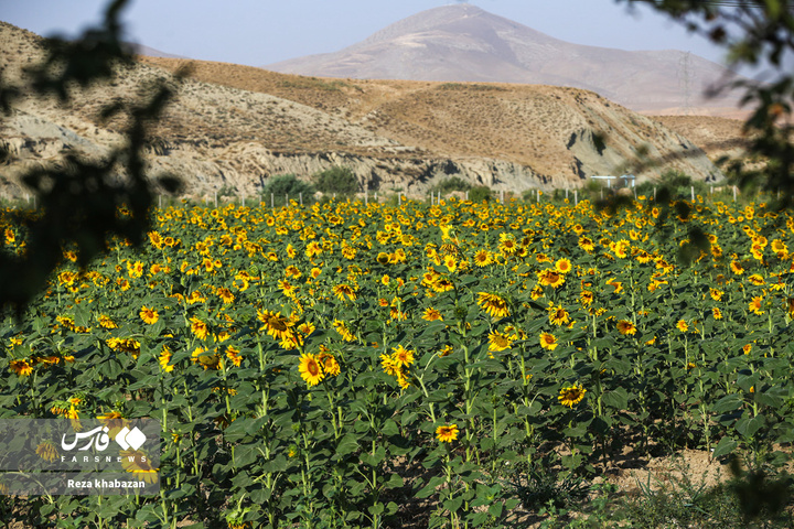مزارع گل‌های آفتابگردان در خراسان‌شمالی