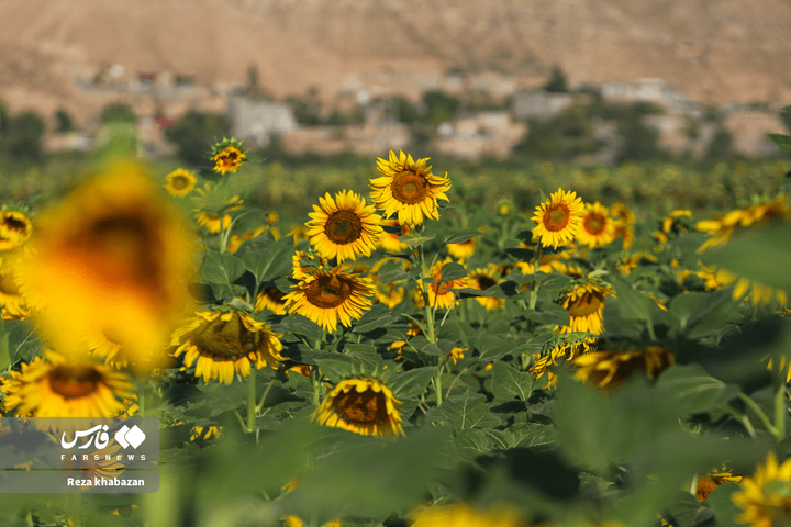 مزارع گل‌های آفتابگردان در خراسان‌شمالی