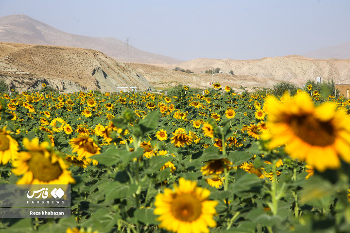 مزارع گل‌های آفتابگردان در خراسان‌شمالی