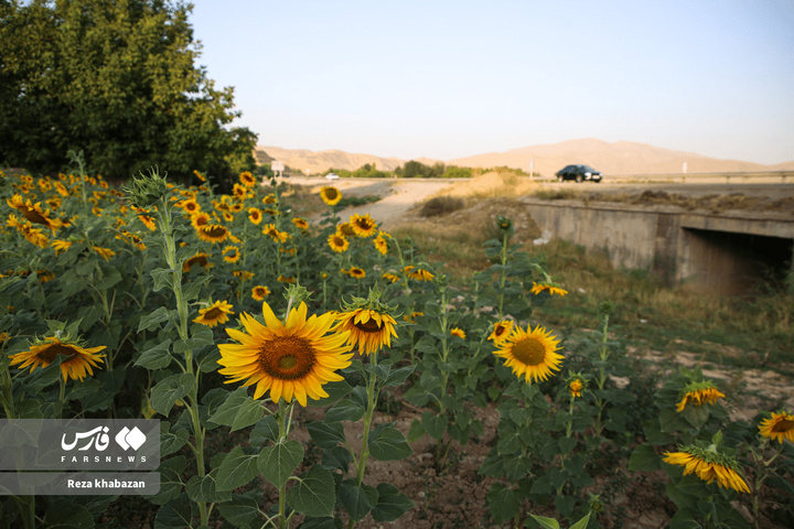 مزارع گل‌های آفتابگردان در خراسان‌شمالی