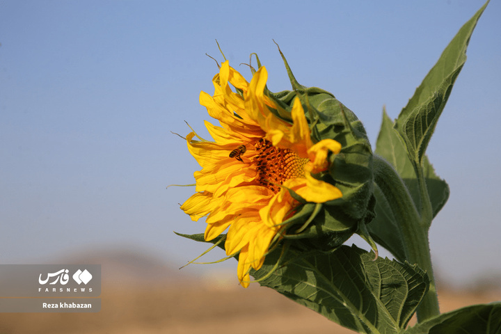 مزارع گل‌های آفتابگردان در خراسان‌شمالی