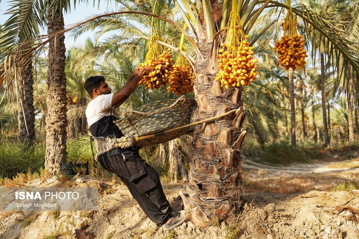 برداشت خارَک و رطب - بوشهر