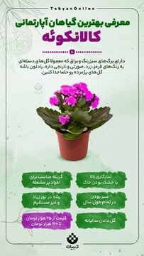 معرفی بهترین معرفی بهترین گیاهان آپارتمانی کالانکوئه