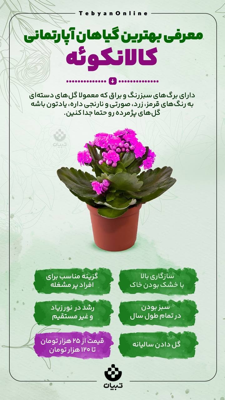معرفی بهترین معرفی بهترین گیاهان آپارتمانی کالانکوئه